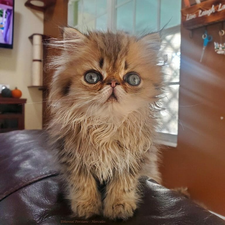 Golden-extreme-face-persian-kitten-on-couch
