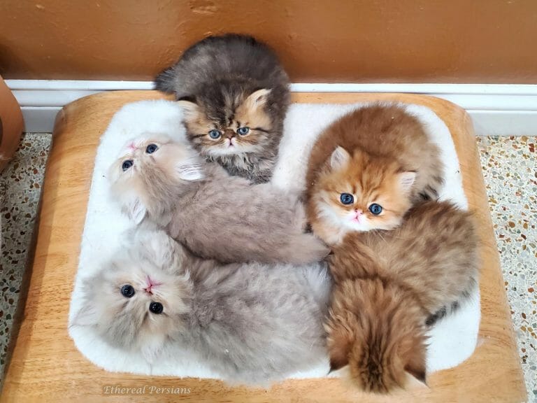 Golden-blue-tabby-persian-kittens-wooden-floor-cat-bed