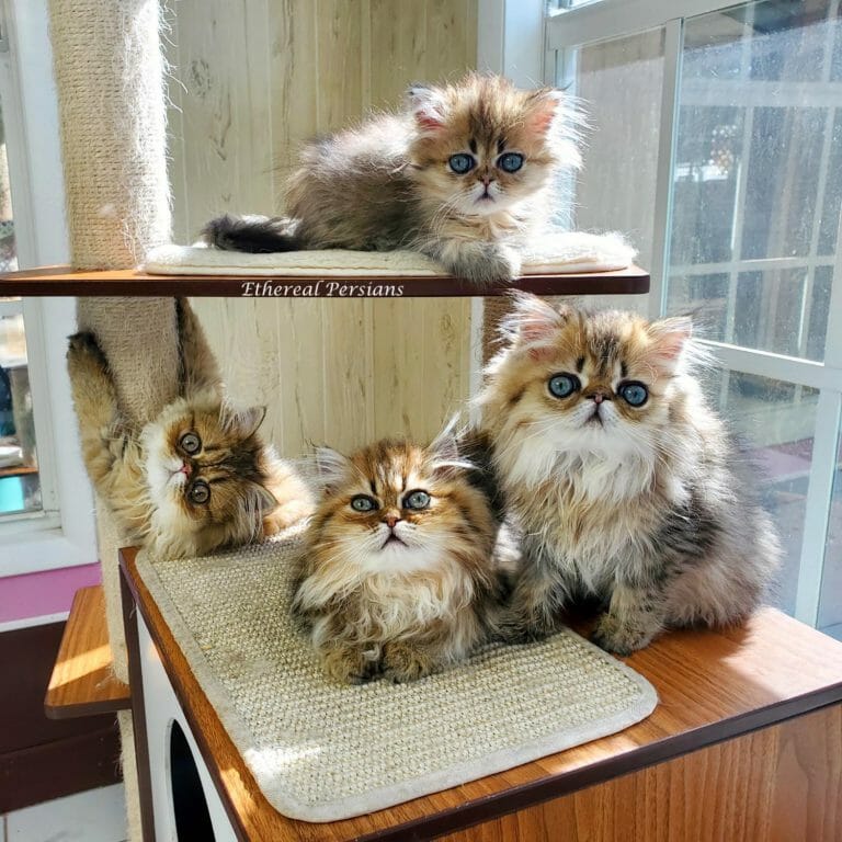 Golden-persian-kittens-cat-tower