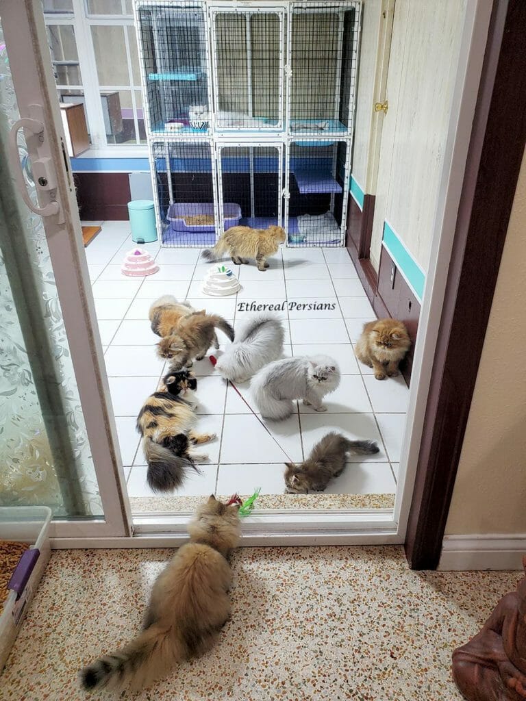Persian-cats-playing-in-cat-room