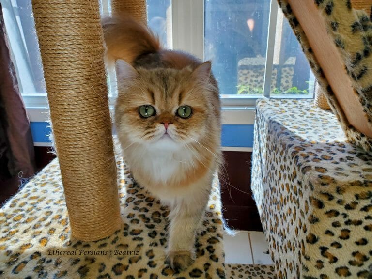 Doll-face-golden-persian-cat-green-eyes-cat-tower