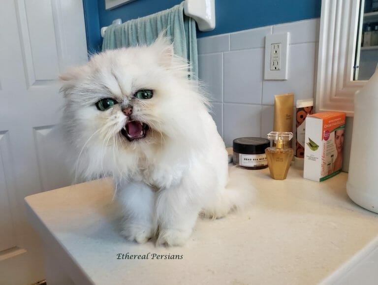 Silver-persian-cat-meowing-bathroom-counter