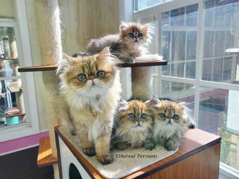 Golden-persian-kittens-doll-face-and-extreme- cat-tower