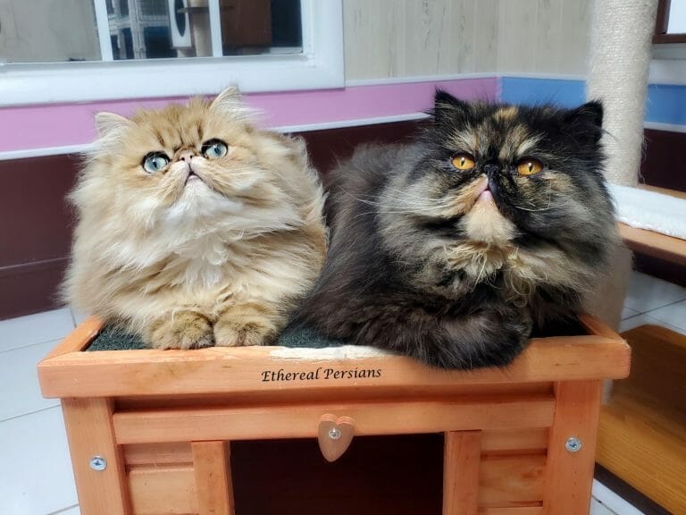 Golden-and-tortie-persian-cats
