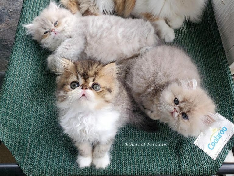 Bi-color-and-blue-golden-persian-kittens