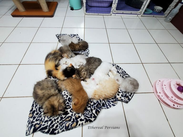 Persian-kittens-sleeping-cat-room-goldens-silvers-calicos