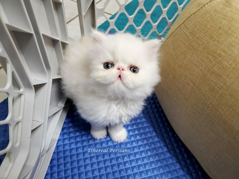 Extreme-face-cream-and-white-persian-kitten