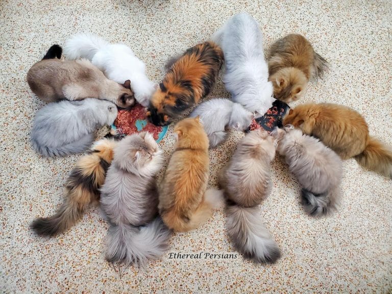 persian-cats-eating-food-group-golden-silver-calico-blue