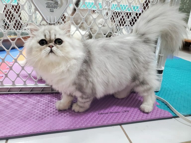 Flat-face-persian-kitten-silver-shaded-cat-room
