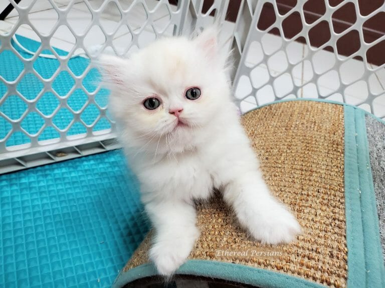 Doll-face-white-and-cream-persian-kitten-cat-room
