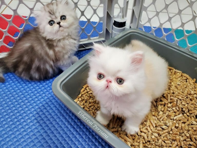 Extreme-face-cream-and-white-persian-kitten-learning-litter-box