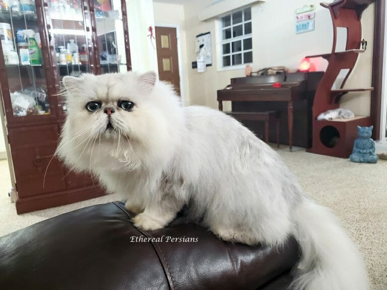 Galaxy-retired-extreme-face-silver-persian-cat