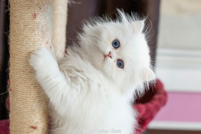 white-doll-face-persian-kitten-blue-eyes-climbing-cat-tower