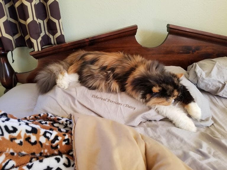 Calico-persian-cat-laying-bed