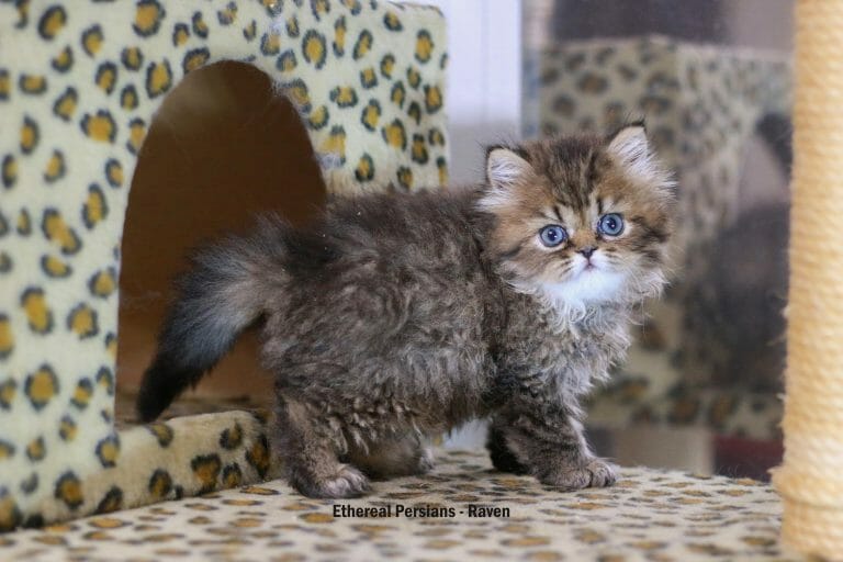 golden-tabby-persian-kitten-doll-face-cat-tower