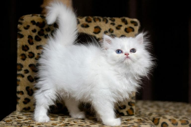 White-Doll-Face-Persian-Kitten-Odd-Eyes-Cat-Tower