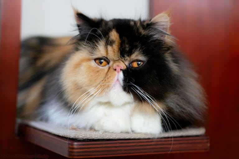 Calico-persian-cat-extreme-face-cat-tower