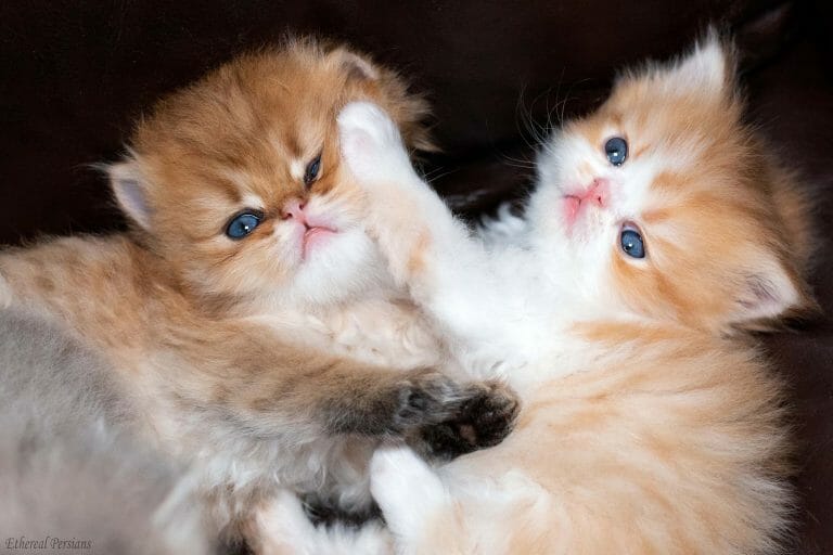 Persian-kittens-wrestling-on-couch-doll-face-golden-white-cream