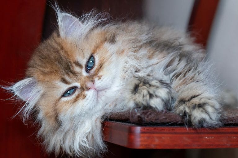 Fluffy-golden-persian-kitten-doll-face-cat-tower
