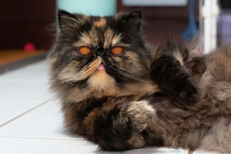 Willow-tortie-persian-cat-extreme-face-orange-eyes--cat-room