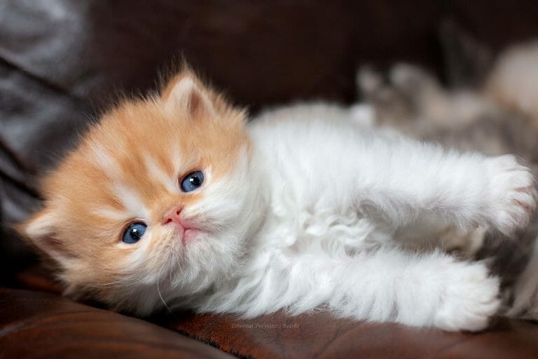 Cream-white-flat-face-persian-kitten-couch