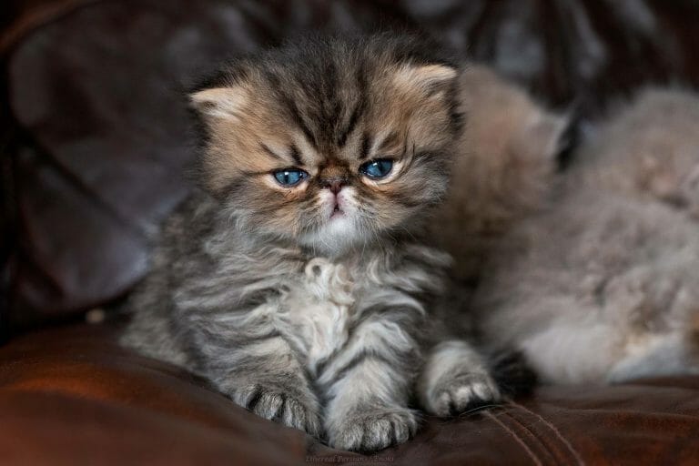 Tabby-persian-kitten-extreme-face-blue-eyes