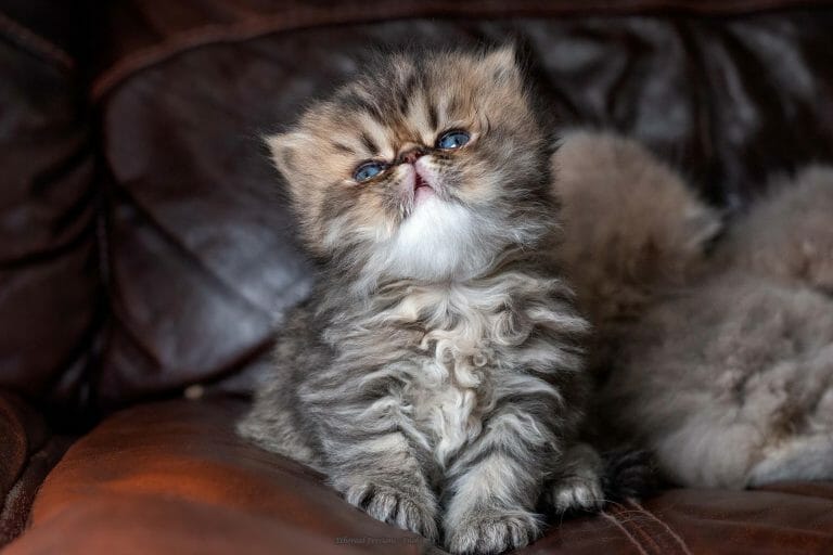 Tabby-persian-kitten-extreme-face-blue-eyes