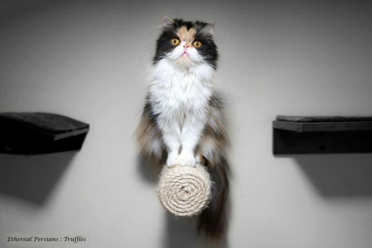 Calico-extreme-face-persian-cat-copper-eyes-wall-shelf
