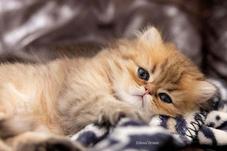Golden-doll-face-persian-kitten-laying-couch