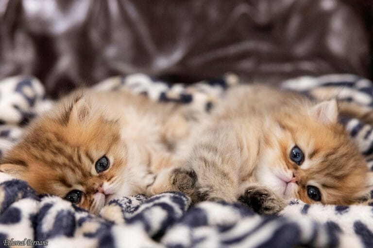 Golden-doll-face-persian-kittens-cuddling-cheeta-blanket