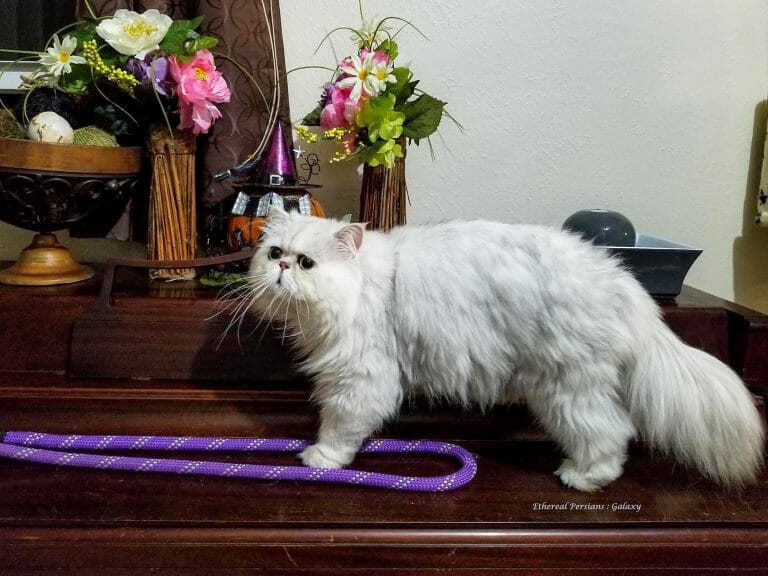 Silver-shaded-persian-cat-flat-face-on-piano