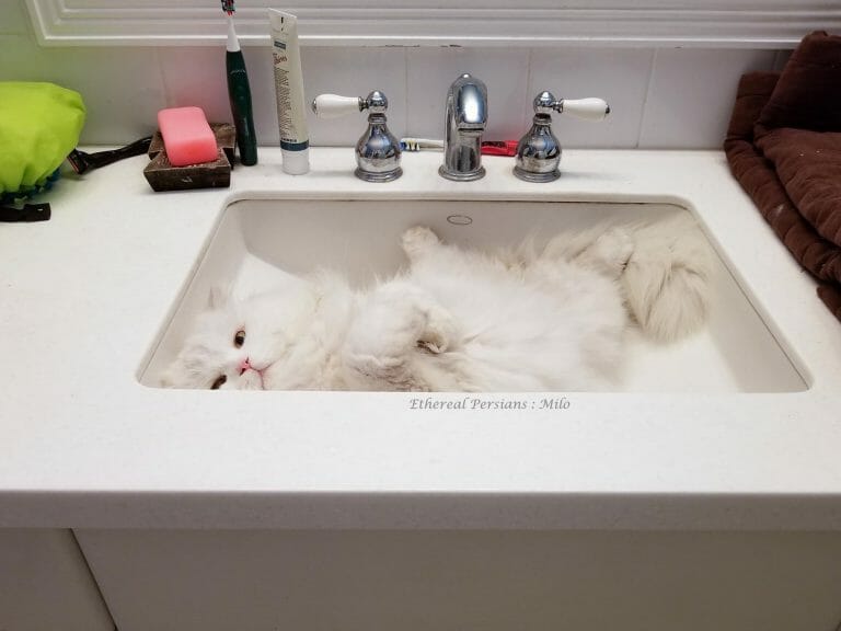 Milo-White-Persian-Cat-with-Doll-Face-and-Copper-Eyes-bathroom-sink