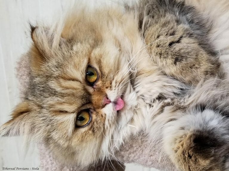 Golden-tabby-persian-cat-doll-face-copper-eyes-tongue-tipping