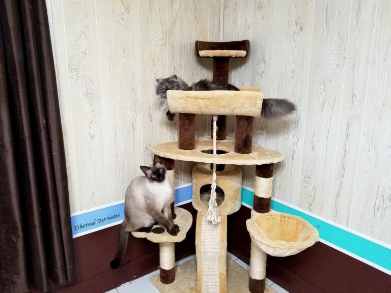 Siamese-and-grey-persian-cat-cat-tree