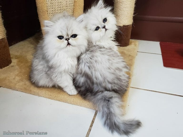 Silver-doll-and-flat-face-persian-kittens-cat-tower