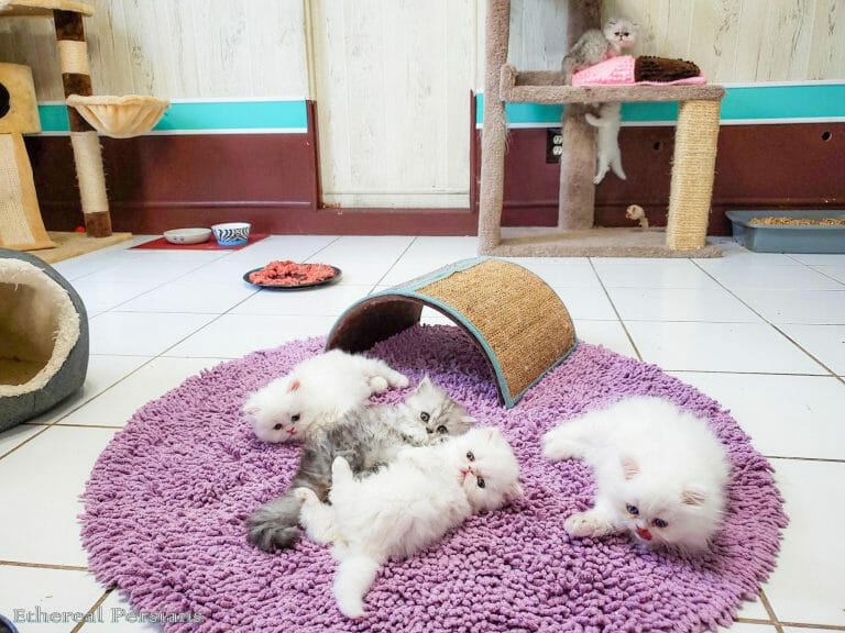 Persian-kittens-nursery-purple-rug