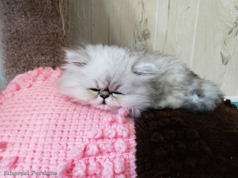 Silver-shaded-flat-face-persian-kitten-sleeping