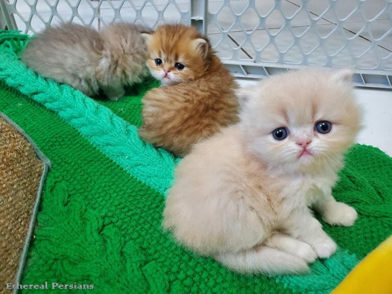 Cream-and-golden-persian-kittens-nursery
