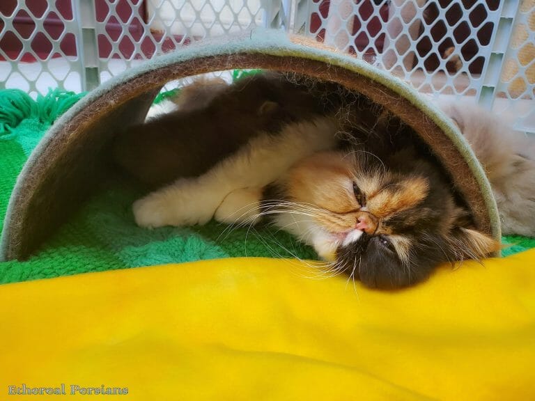 Calico-persian-cat-sleeping-under-circular-scratching- bridge