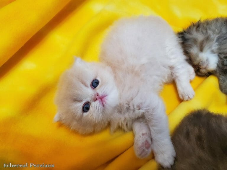 Cream-persian-kitten-yellow-blanket