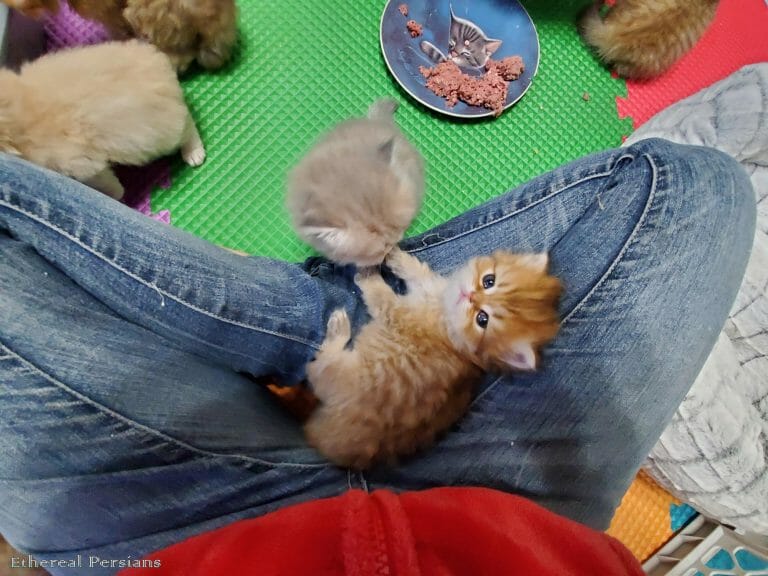 Golden-persian-kitten-sitting-on-lap