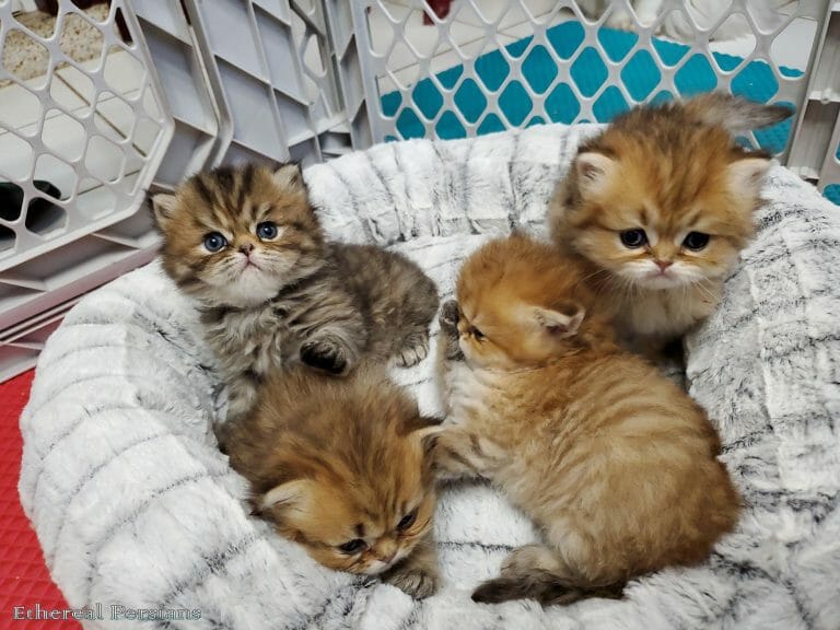 Golden-persian-kittens-on-white-cat-bed