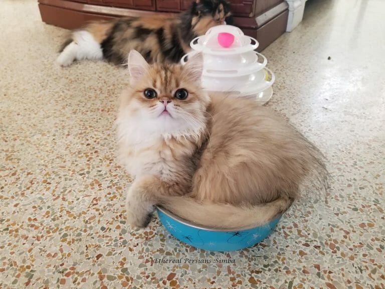 Simba-persian-cat-in-food-bowl