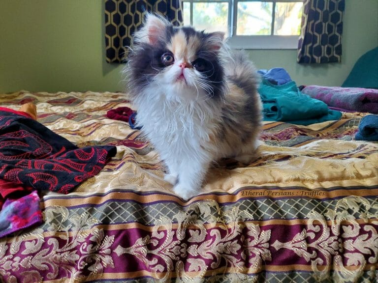 Truffles-calico-persian-kitten-on-bed-epc
