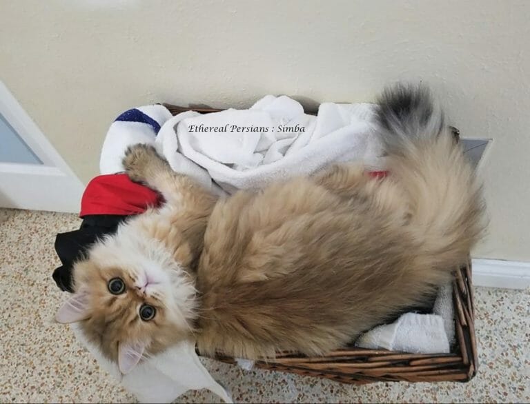Golden-persian-cat-on-laundry-basket-cute-doll-face