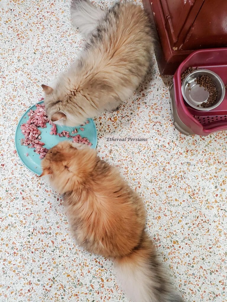 Red-golden-tan-golden-persian-cats-eating-ariel-view