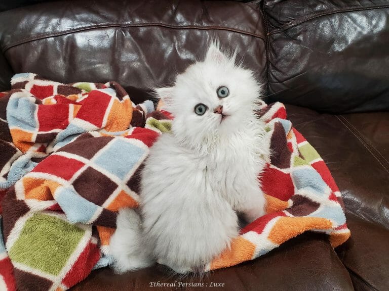 Silver-doll-face-persian-kitten-head-tilt-couch