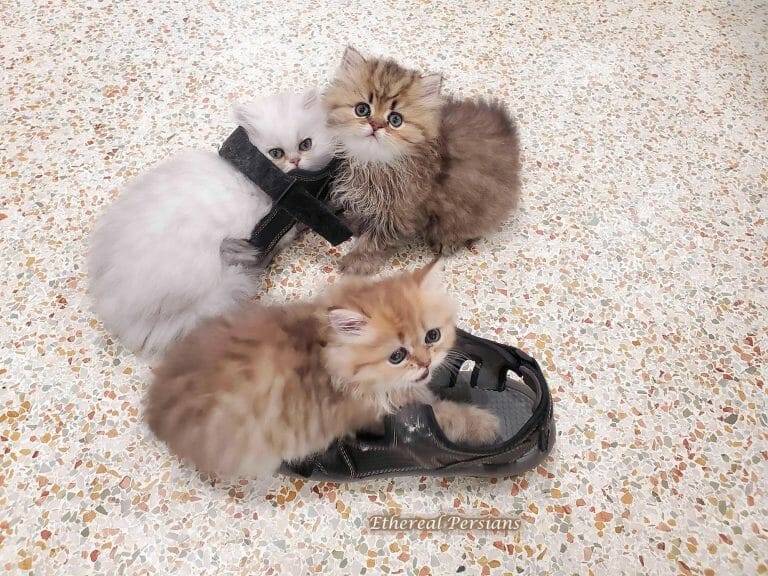 Silver-and-golden-persian-kittens-in-shoes