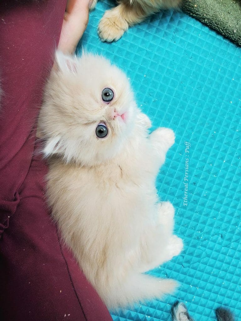 Cute-cream-persian-kitten