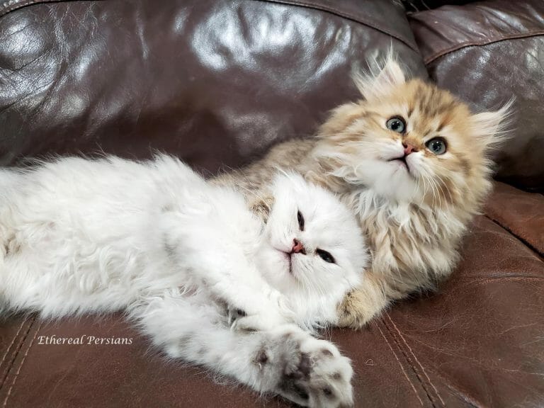 Silver-and-golden-persian-kittens-cuddling-couch